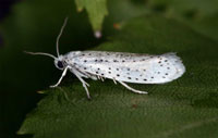 Yponomeuta_evonymella