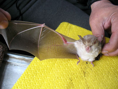 Rhinolophus-bucharicus2_s