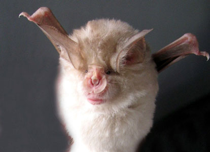 Rhinolophus-bucharicus_s